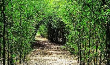 औषधीय फसलों में नवाचार कर विशिष्ट पहचान बनाई कमला शंकर ने