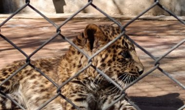 जोबट से रेस्क्यू कर वन विहार उपचार के लिये लाये नर तेंदुआ शावक की मृत्यु