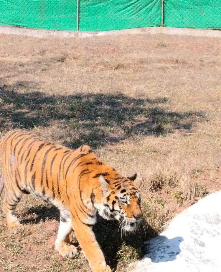 वन विहार में अतिवृद्ध बाघिन टी-40 के स्वास्थ्य में सुधार