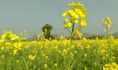 सरसों खरीद पहले ही दिन बनी आफत : फसल सत्यापन बना मुसीबत, छह किसानों को नहीं मिला गेट पास