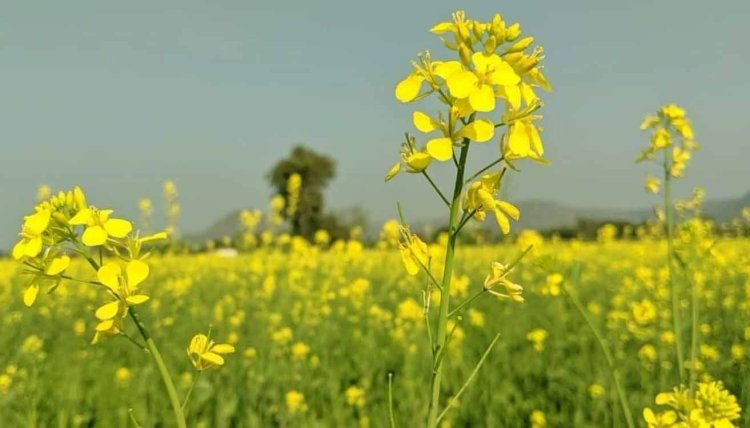 सरसों खरीद पहले ही दिन बनी आफत : फसल सत्यापन बना मुसीबत, छह किसानों को नहीं मिला गेट पास