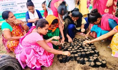 रायपुर : 1000 दीदियों की बाड़ी में मचान विधि से लगाई जा रही है सब्जी