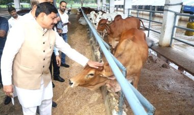 राज्य सरकार गौ-पालन को लाभ का धंधा बनाने के लिए प्रतिबद्ध : मुख्यमंत्री डॉ. यादव