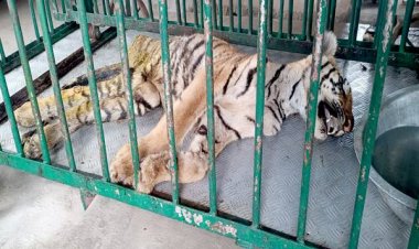 मिडघाट रेल्वे लाईन बुधनी से रेस्क्यू कर लाये गये बाघ शावक की मृत्यु