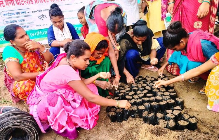 रायपुर : 1000 दीदियों की बाड़ी में मचान विधि से लगाई जा रही है सब्जी