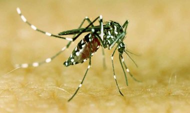 Dengue: डेंगू में जरूर खाएं यह 5 फल, प्लेटलेट्स काउंड तुरंत बढ़ जाएगा