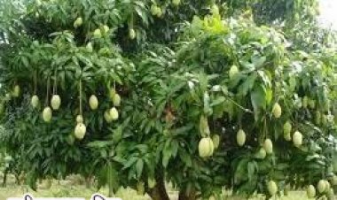 रायपुर : योगी आदित्यनाथ ने मुख्यमंत्री श्री विष्णुदेव साय को उपहार में भेजा आमों का टोकरा