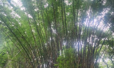 बांस संसाधन में मध्यप्रदेश देश में प्रथम