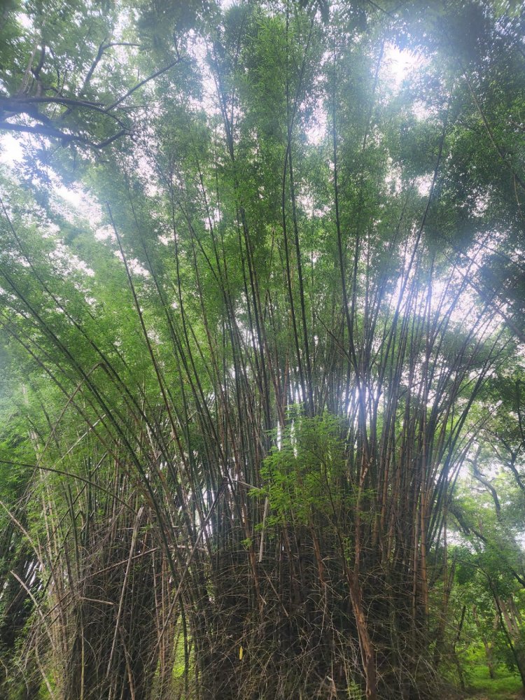 बांस संसाधन में मध्यप्रदेश देश में प्रथम