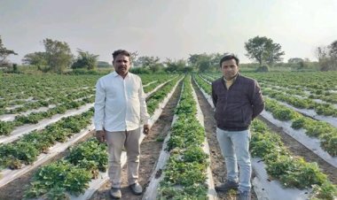 स्ट्रॉबेरी की फसल ने किसान बाबूलाल पाटीदार की आर्थिक स्थिति को किया मजबूत