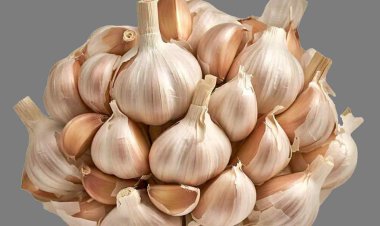 ठंड के मौसम में लहसुन रखेगा आपको फिट, कच्ची कलियां खाने से होंगे ये फायदे