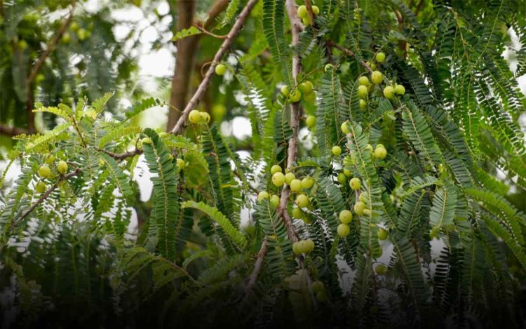 बाल से लेकर पेट तक के लिए फायदेमंद है आंवला, ठंड के मौसम में इस तरीके से खाएं