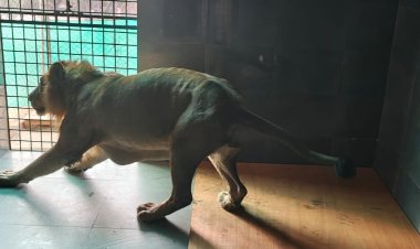 गुजरात के शेरों से गूंजेगा भोपाल का वन-विहार