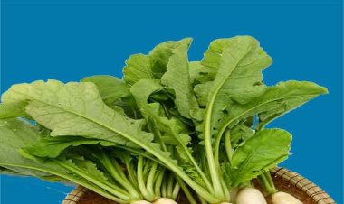 मूली के साथ आने वाले पत्ते कूड़े में फेंक देते हैं आप? जान लीजिए इनके फायदे