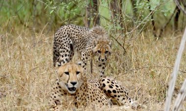 केन्द्र और राज्य सरकार ने मिलकर रचा वन्यजीव संरक्षण का इतिहास