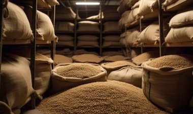 एफसीआई गोदाम में गेहूं खराब, कीड़ों और बंदरों ने बढ़ाई चिंता