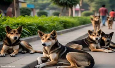 कोरबा में कैनियन पारवो वायरस का कहर: कुत्तों की बढ़ती मौतें, वेटनरी अस्पताल की लापरवाही उजागर