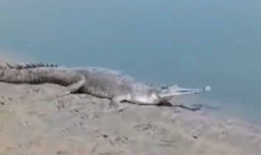 हापुड़ के गढ़मुक्तेश्वर में गंगा किनारे घड़ियाल और डॉल्फिन के दिखाई देने से गंगा की निर्मलता और अविरलता के लिए अच्छे संकेत