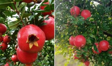 एपीडा ने महाराष्ट्र से अमरीका तक भारतीय अनार की पहली वाणिज्यिक समुद्री खेप की सुविधा प्रदान की