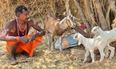 रायपुर :बकरी पालन बना आर्थिक सशक्तिकरण का आधार