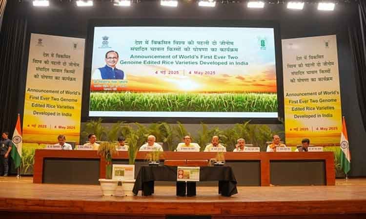 भारत जीनोम-संवर्धित चावल की किस्में विकसित करने वाला दुनिया का पहला देश बना