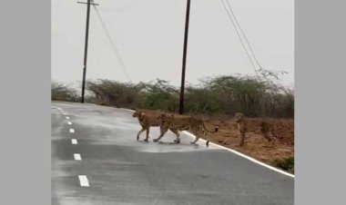 मुरैना- कूनो से 75 किलोमीटर दूर पगारा कोठी की सडक़ पर दिखाई दिया चीता परिवार