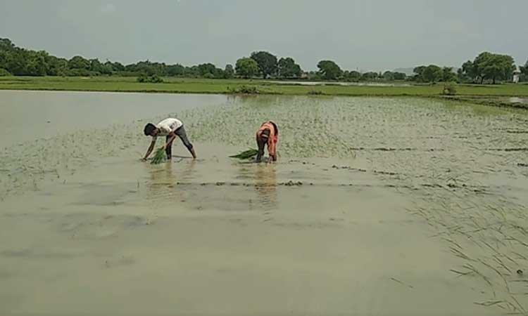चित्रकूट में  किसानों को   प्रधानमंत्री फसल बीमा योजना  के  तहत मिल रहा मुआवजा