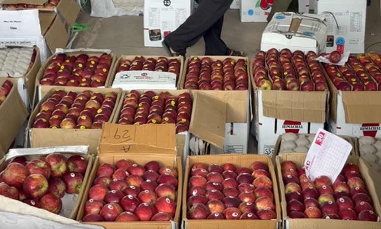 सेब के दाम गिरे, बागवान सरकार से मदद की गुहार लगाने को मजबूर