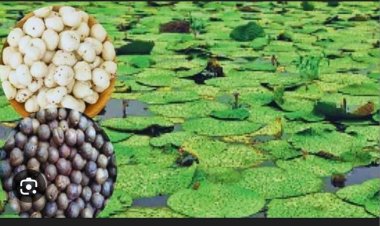 रायपुर : धान के कटोरे से सुपर फूड की ओर : मखाना की खेती बनी महिलाओं के लिए समृद्धि की आधार