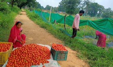 रायपुर : टमाटर की लालिमा ने सँवारा जीवन : 50 हजार के ऋण से शुरू हुआ सफर