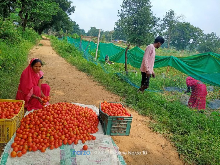 रायपुर : टमाटर की लालिमा ने सँवारा जीवन : 50 हजार के ऋण से शुरू हुआ सफर