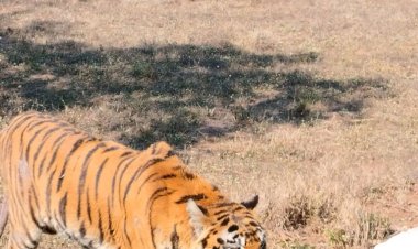 वन विहार में अतिवृद्ध बाघिन टी-40 के स्वास्थ्य में सुधार