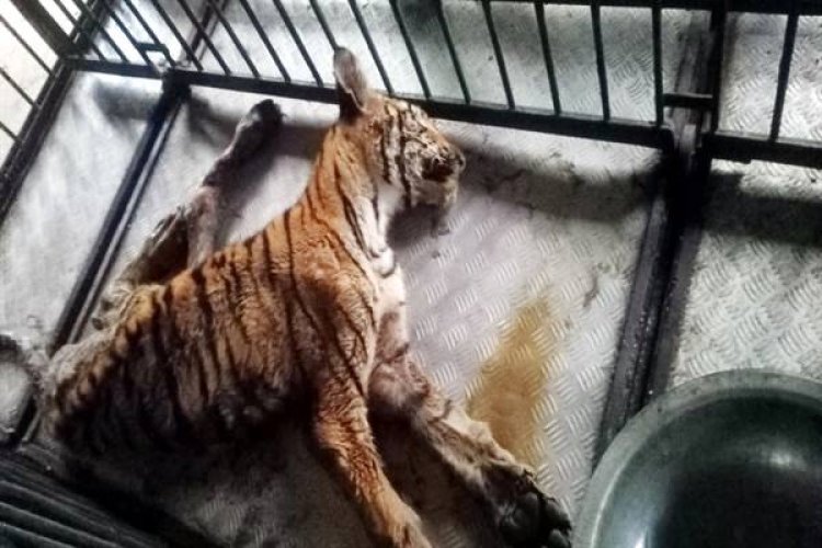 मिडघाट रेल्वे लाईन बुधनी से रेस्क्यू कर लाये गये दूसरे बाघ शावक की मृत्यु